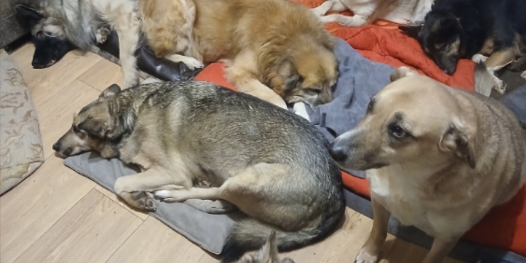 Помогите закрыть ДОЛГ за еду для собак с передержки "Север"! 🙏🐾