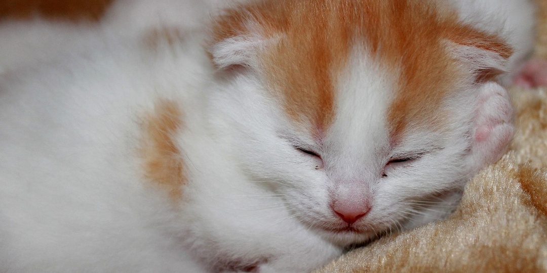 В России скоро родятся первые котята из пробирки — зачем это нужно