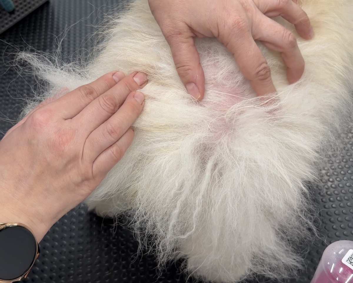 Так выглядели проплешины – это алопеция в начальной стадии 