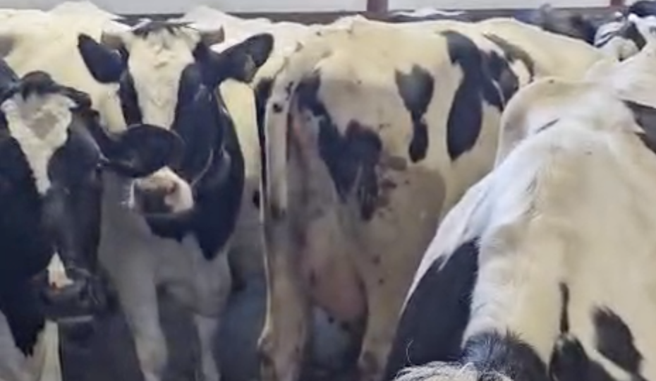 Почему коровы плохо пьют воду и как это влияет на надой