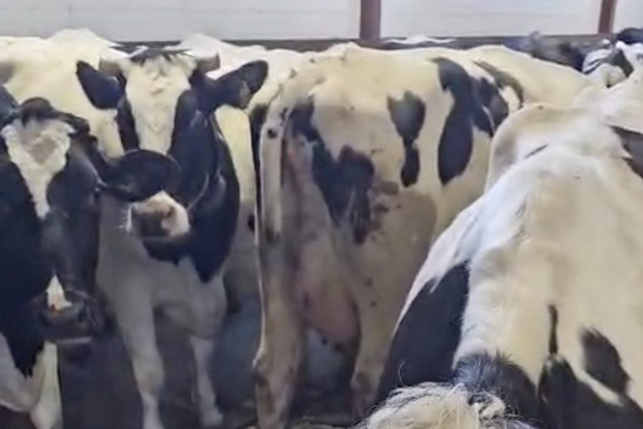 Коровы на молочной ферме - если вдруг они плохо пьют воду