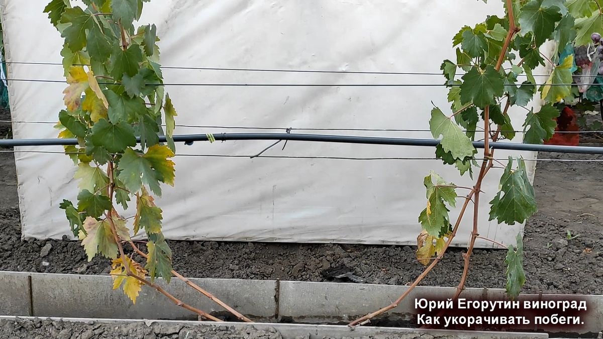 Куст винограда 2 год. Осень прошлого года.