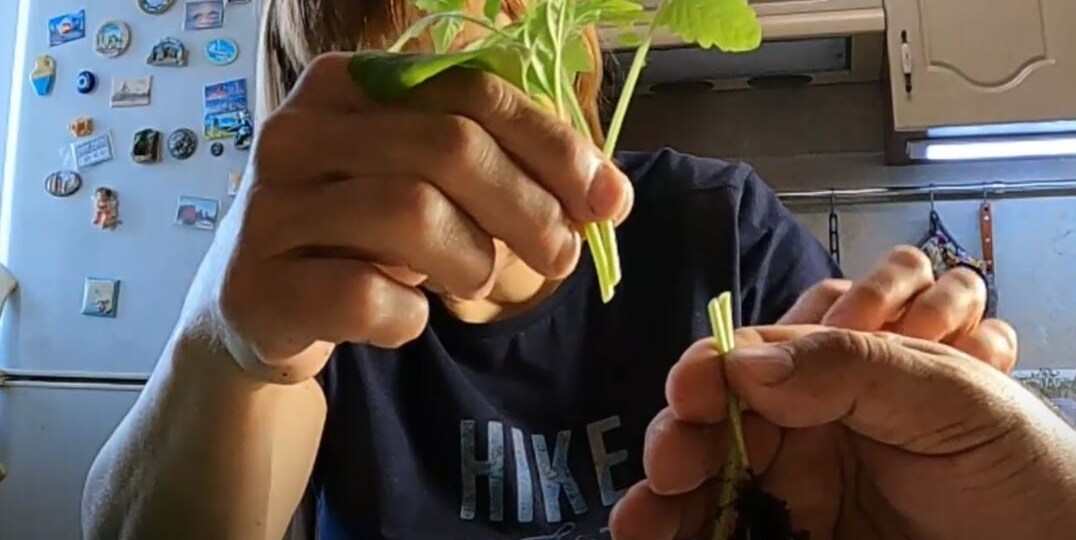 Привили баклажан на специальной подвой.