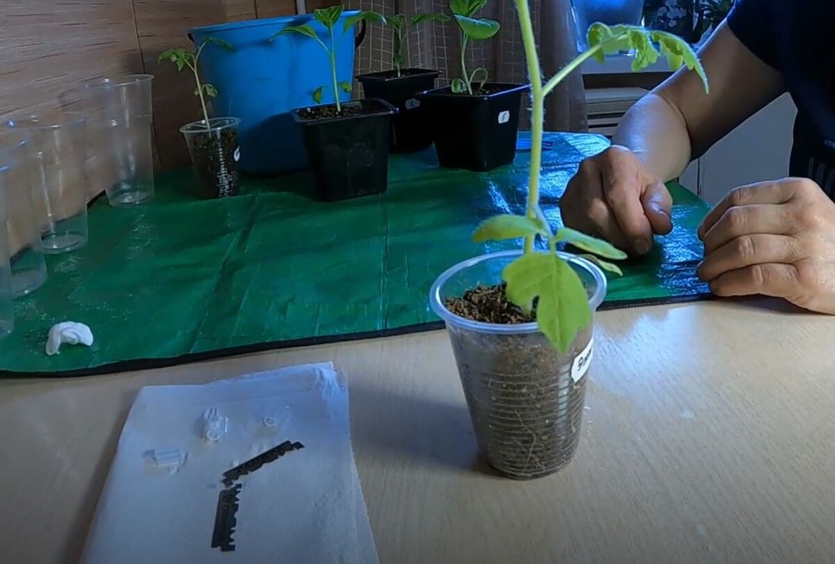 Как только толщина стебля подвоя Эмперадор достигла диаметра 2-3 мм, мы приступили к прививке