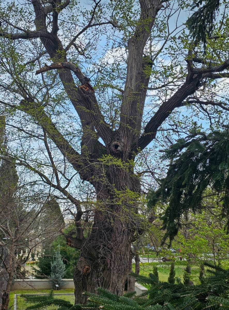 Вяз- патриарх. 300 лет. 