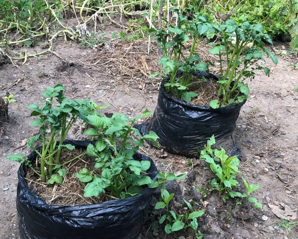 фото подписчицы Дачного агронома