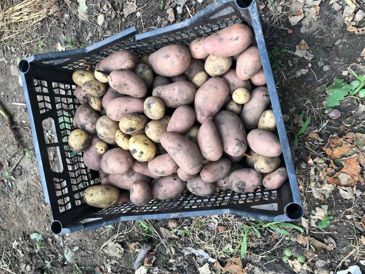 вот такой урожай получился