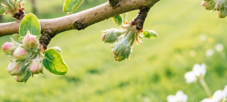 Обработка яблонь по розовому бутону: последний шанс до цветения
