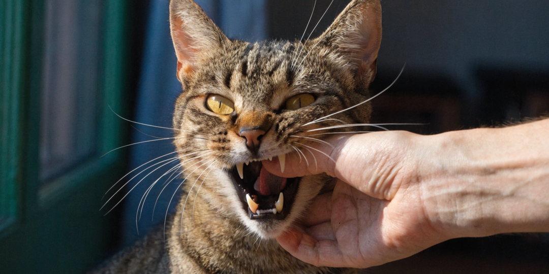 Что если кошка кусает хозяина без причины: причина есть, и она в вас