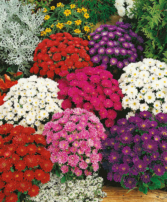 Фото из интернета 