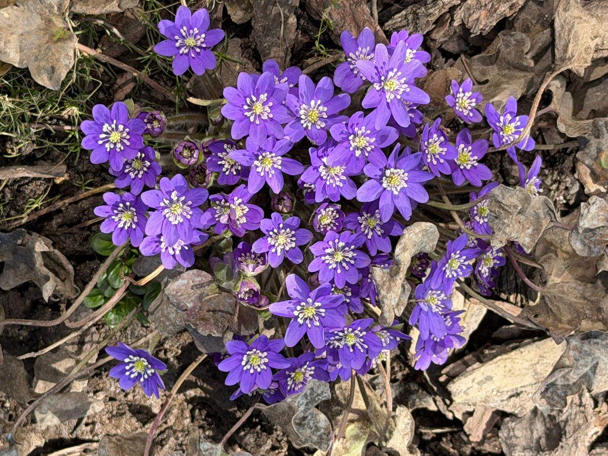 Это моя недавняя фотография. И далее все не-белые цветки - мои фотографии. А белые - из каталога "Подворья".