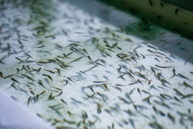   Фото из архива Калининград.Ru