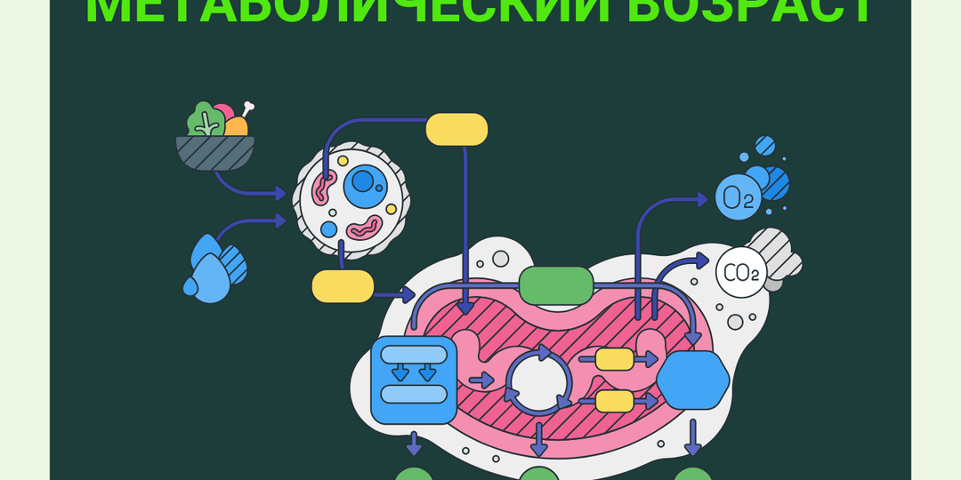 Метаболический возраст: почему вы чувствуете себя старше и как это изменить?
