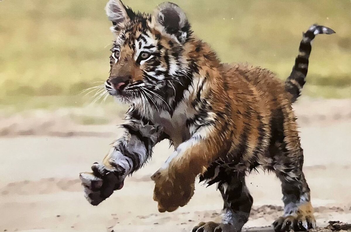 Карта из колоды «Мысли и чувства 2. Образы животных» от EZOTERIUM | саморазвитие