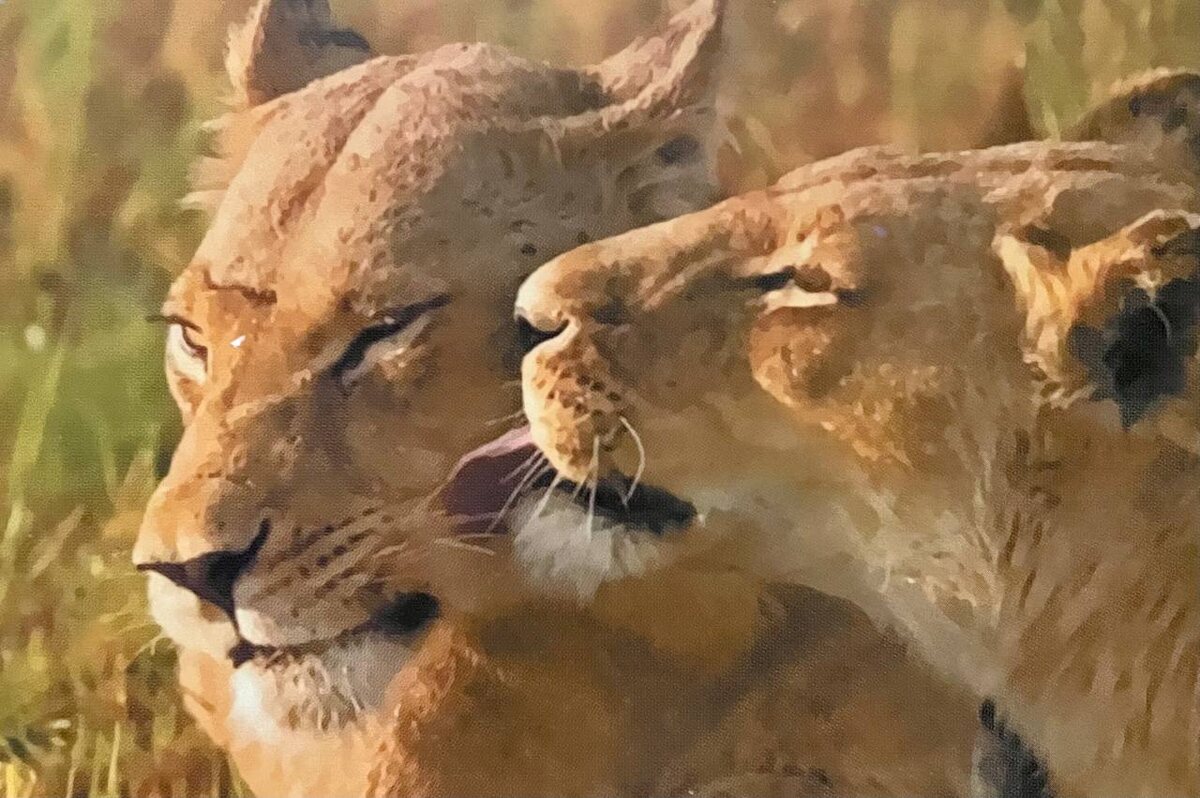 Карта из колоды «Мысли и чувства 2. Образы животных» от EZOTERIUM | саморазвитие