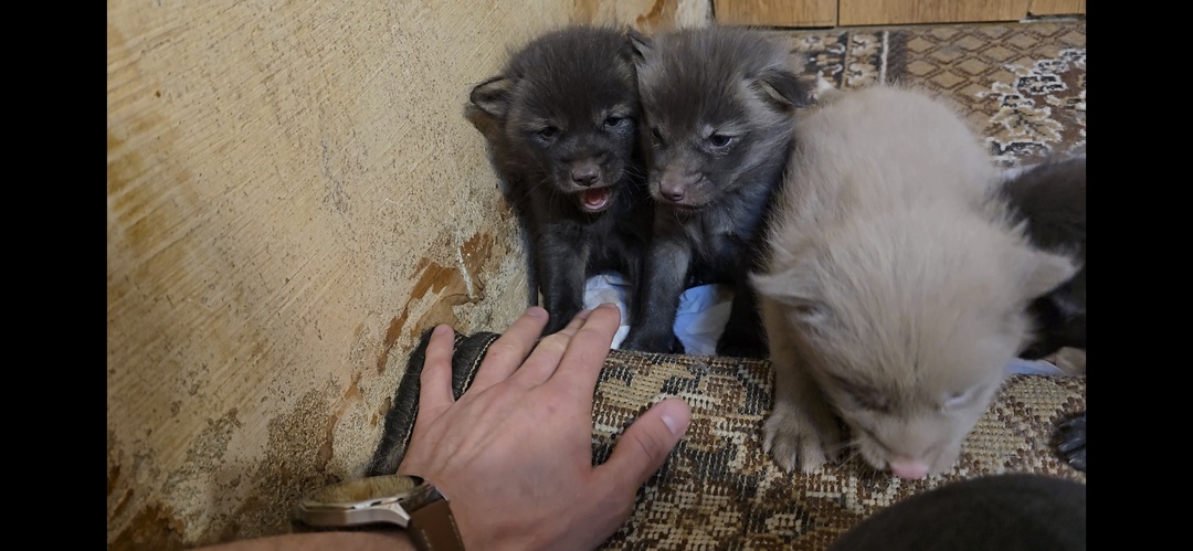 ​Маленькие, но грозные: почему лисята начинают рычать?