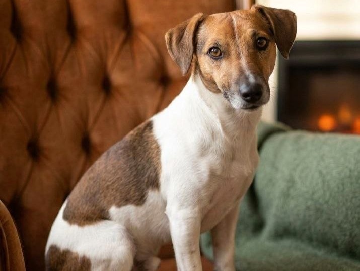 Джек-рассел-терьер Рокки живёт к клетке уже целый год