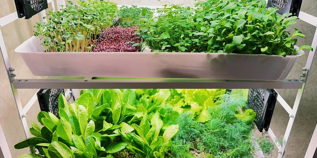 35 г зелени, которая творит чудеса: просто включите ее в рацион