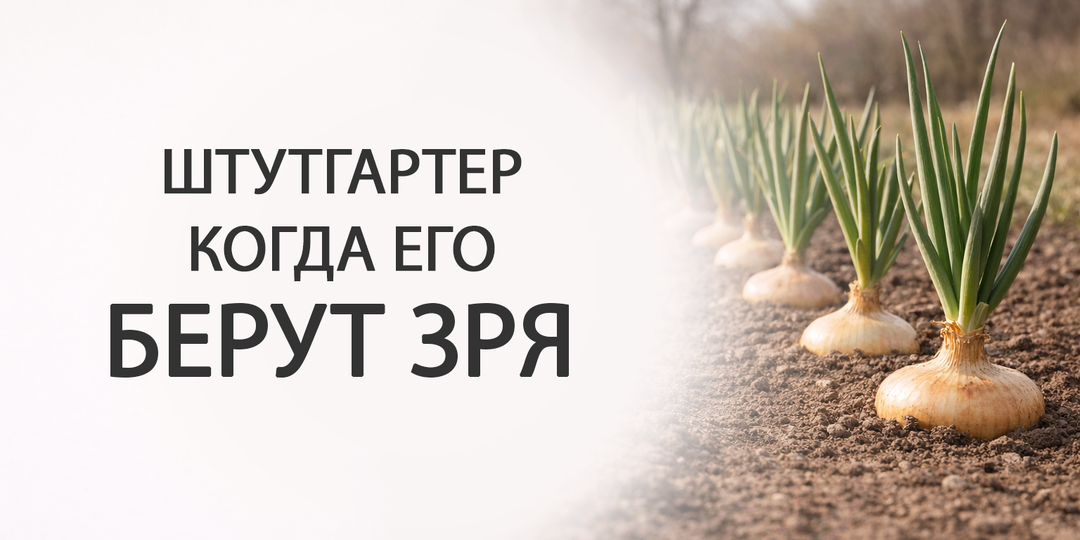 Лук Штутгартер: когда его уже берут зря и кому он ещё подходит