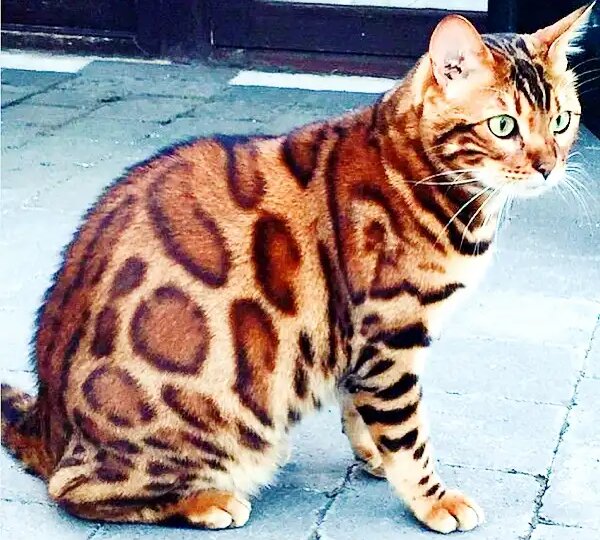 Дикий нрав и ласка под одной крышей