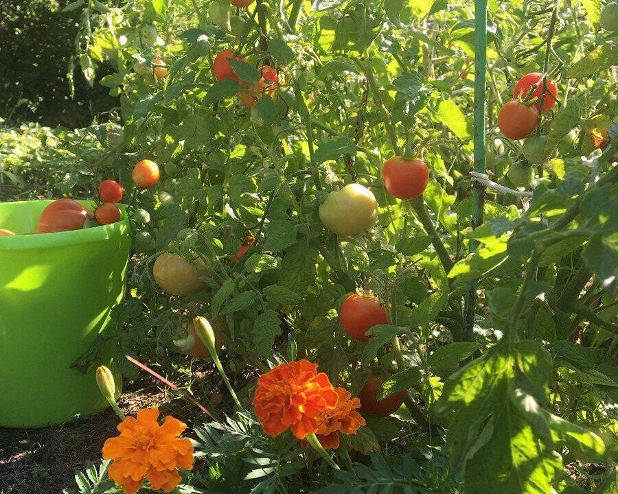 фото из чата Дачный агроном