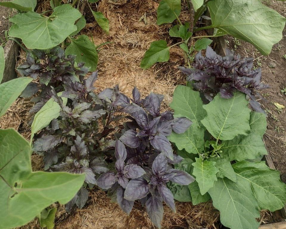 фото из чата Дачный агроном