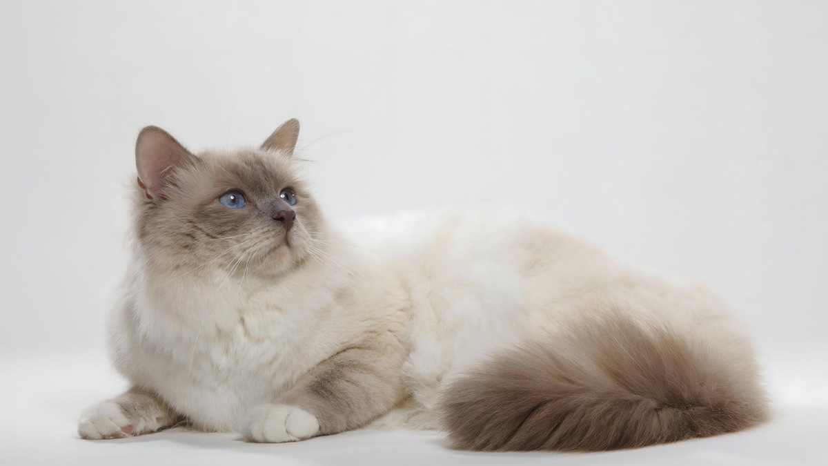    Священная бирма — одна из самых редких и дорогостоящих пород, представленных на выставке