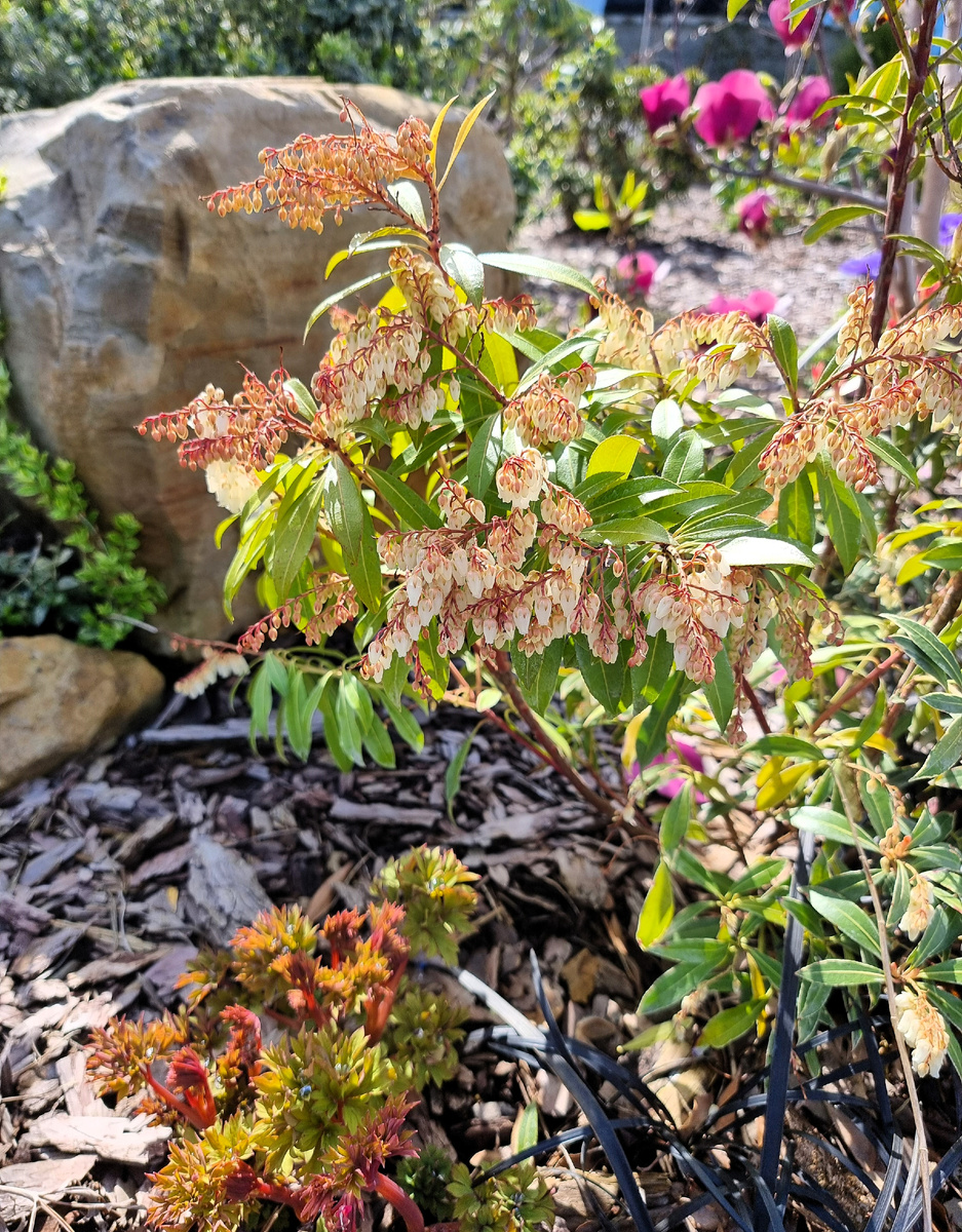 Цветение пиериса в моем саду. Анапа.