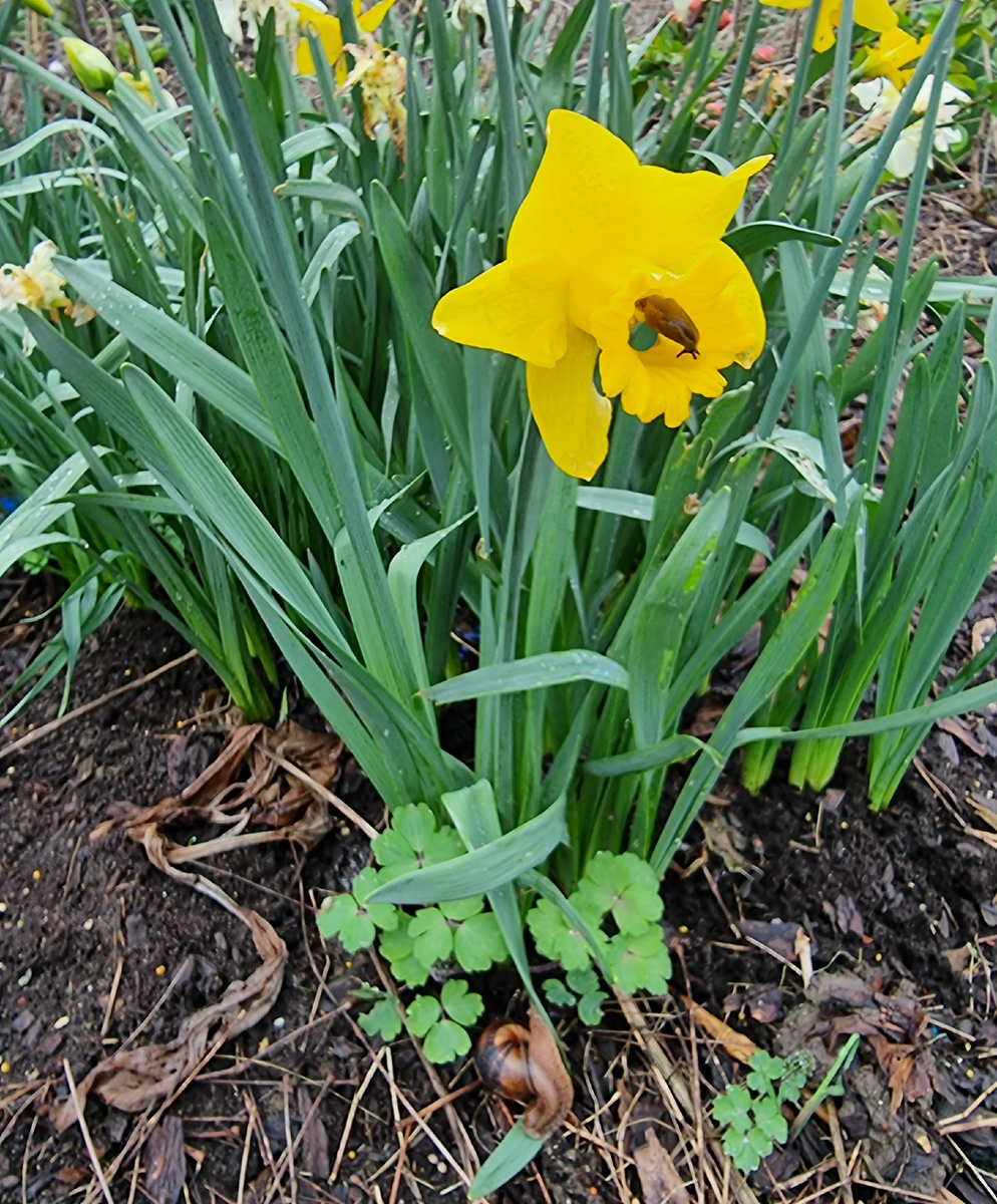 Типичная картина - внизу на лист забирается улитка, она еще не в курсе, что цветок уже поедает прожорливый слизень.