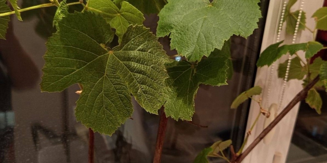 Весенняя посадка винограда: как заложить фундамент здорового виноградника