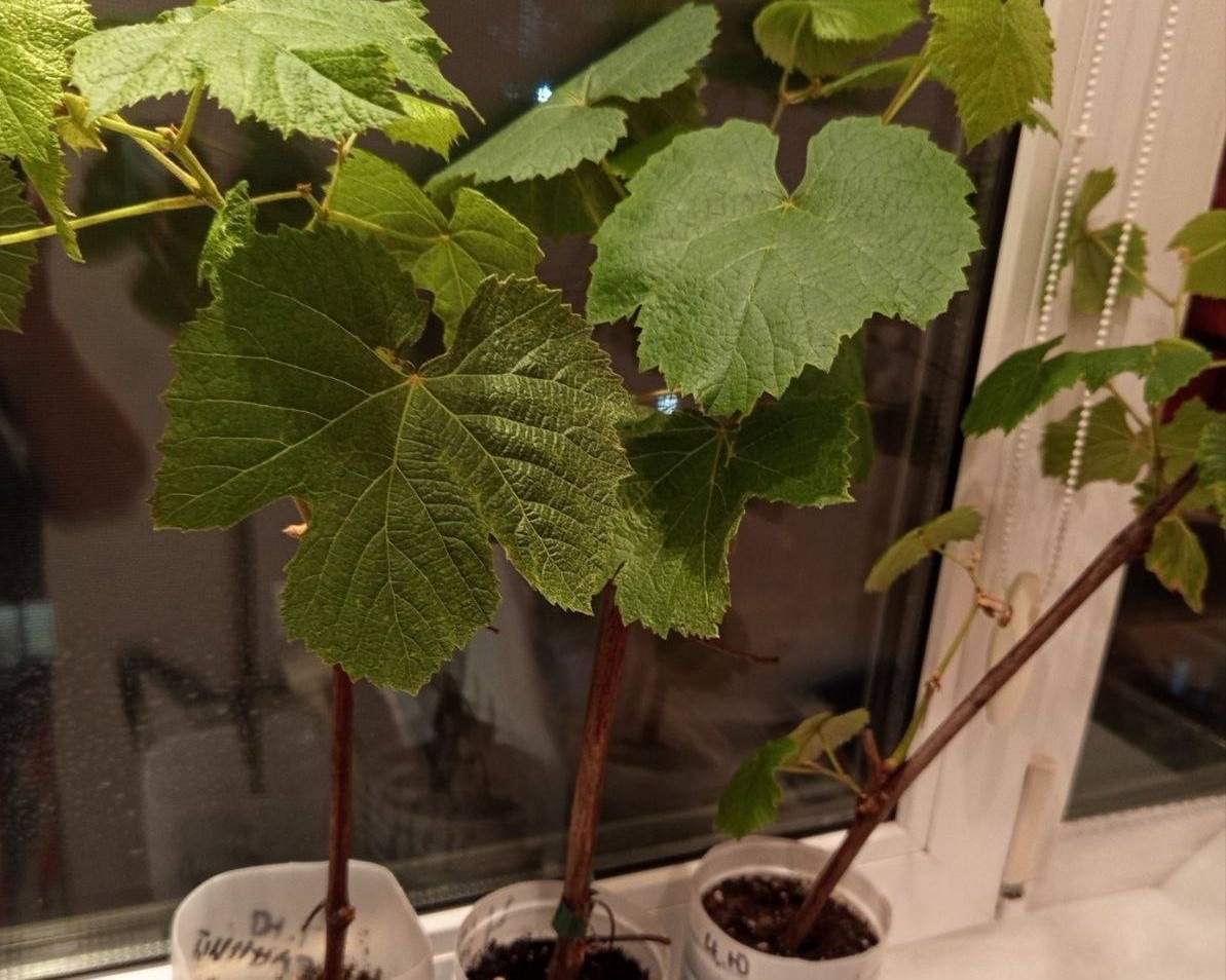 фото из чата Дачный агроном