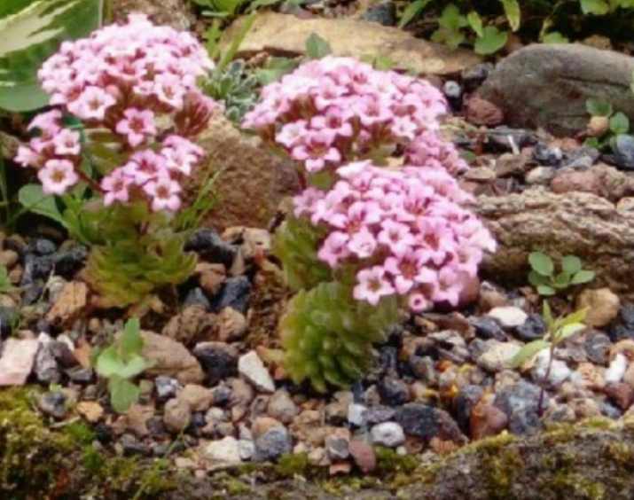 давнее фото