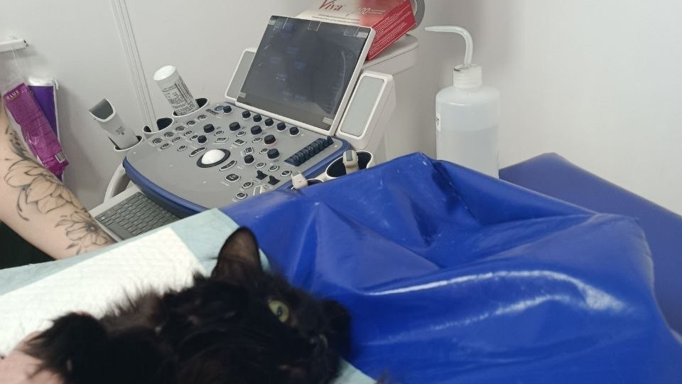 Мы продолжаем бороться за Черничку. И сейчас ей нужна помощь как никогда 💔🐱