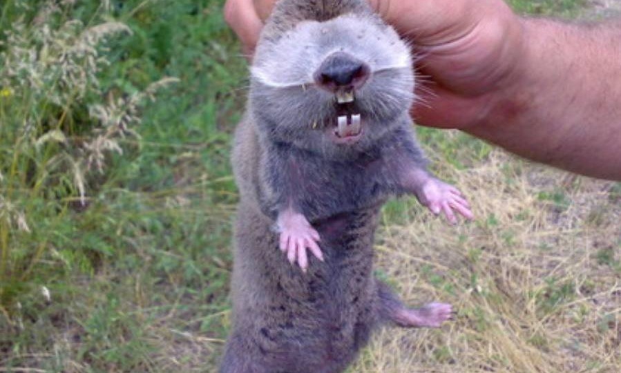 Крот и слепыш на участке: как отличить помощника от опасного вредителя