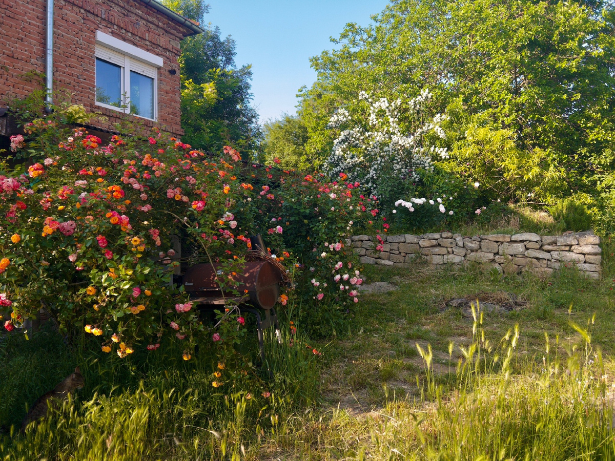На переднем плане - зеленый кот "сигнальный"