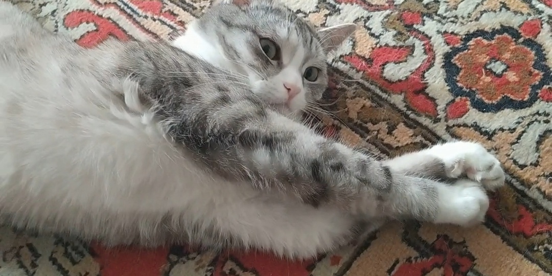 Я не интересен очень независимой кошке