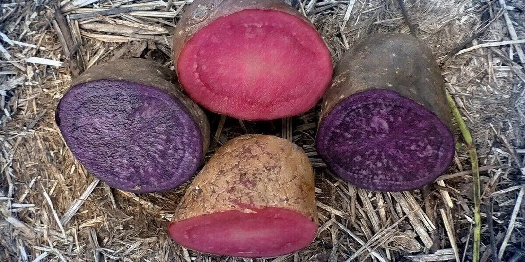 Надрез на картофеле: секрет крупного урожая или пустая трата времени?