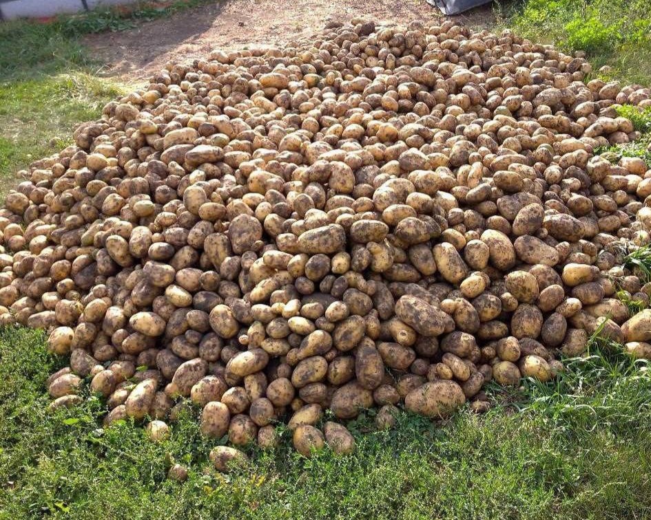 фото из чата Дачный агроном