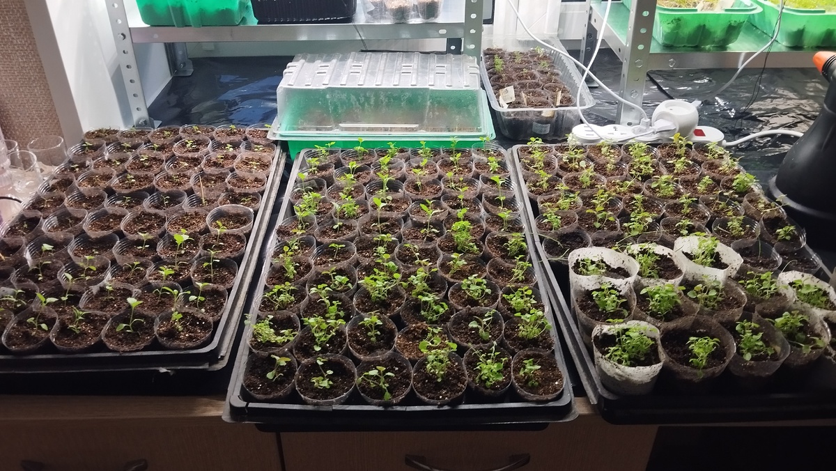 Часть моих вербен