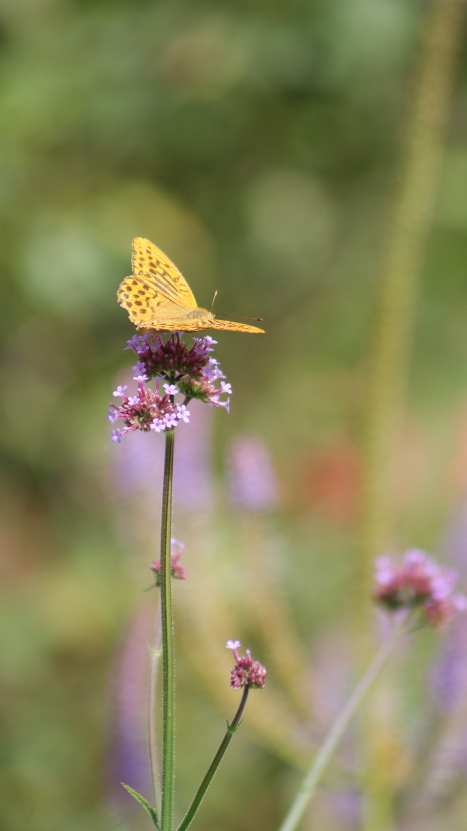 Вербена бонарская в моём саду