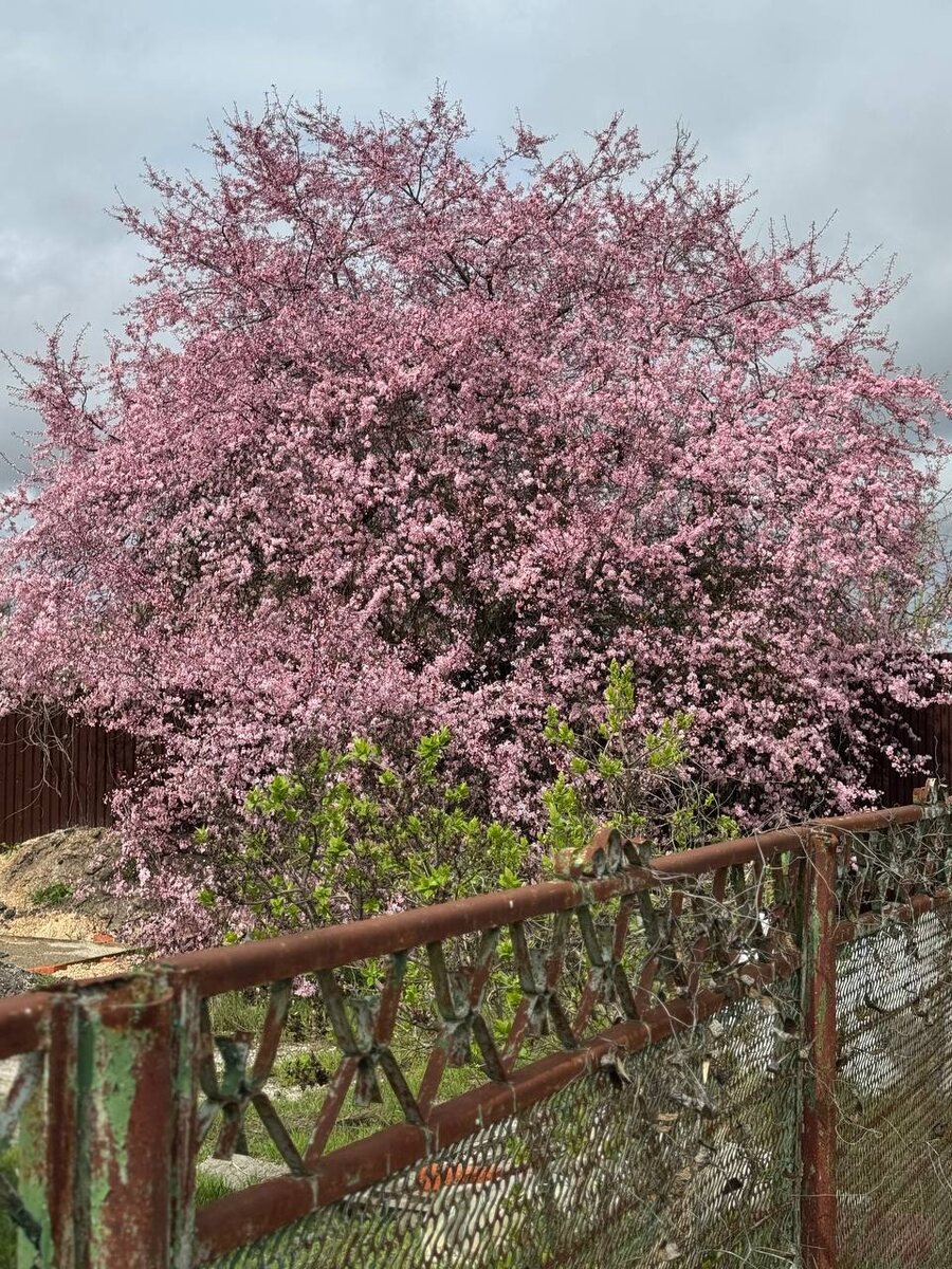 Главная "невеста" нашего хутора.  Фото мое