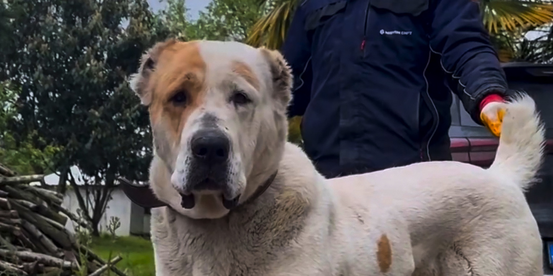 Воспитание алабая: почему на него бесполезно кричать и что делать вместо этого