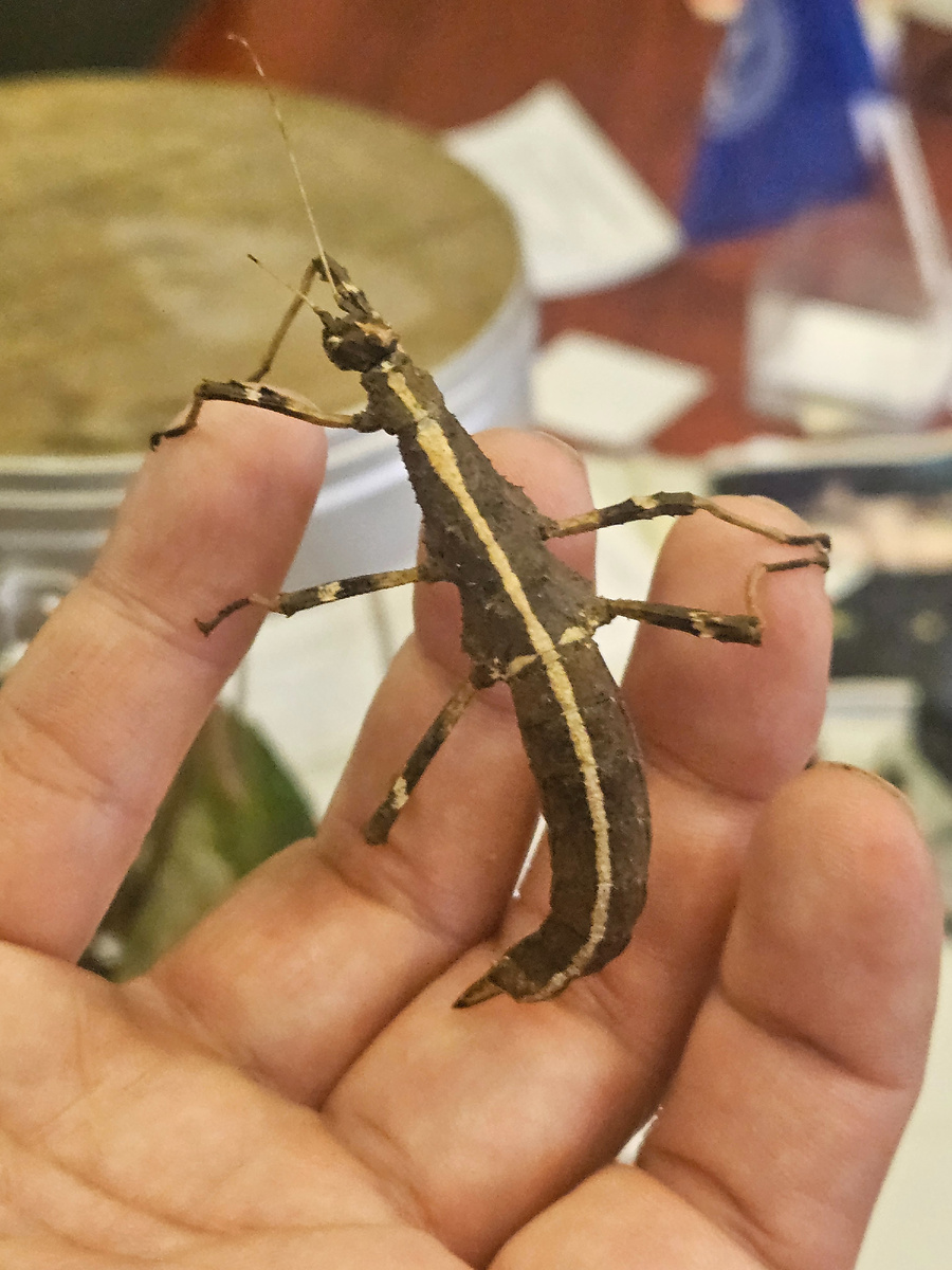 Фото с места событий. Рука не моя...