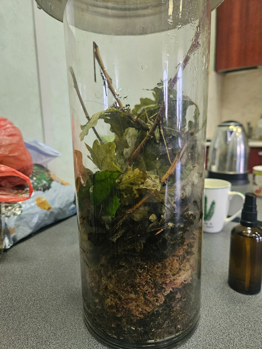 Вот такой сосуд с палочником.