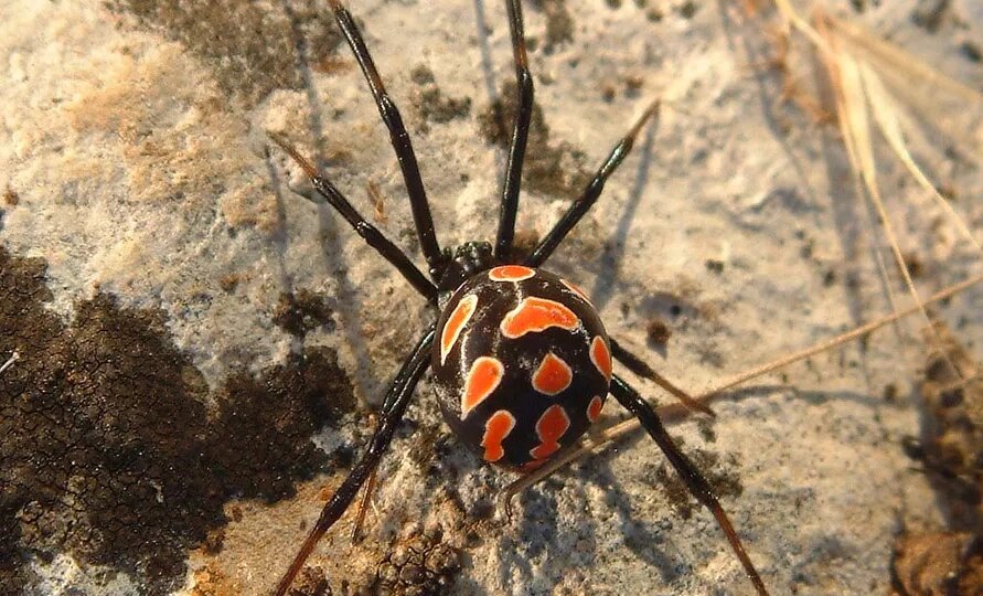 В Крыму резко выросла популяция пауков каракуртов.