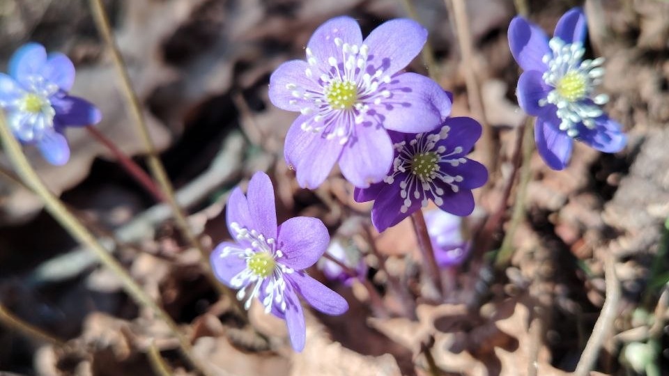 Печеночница в лесу