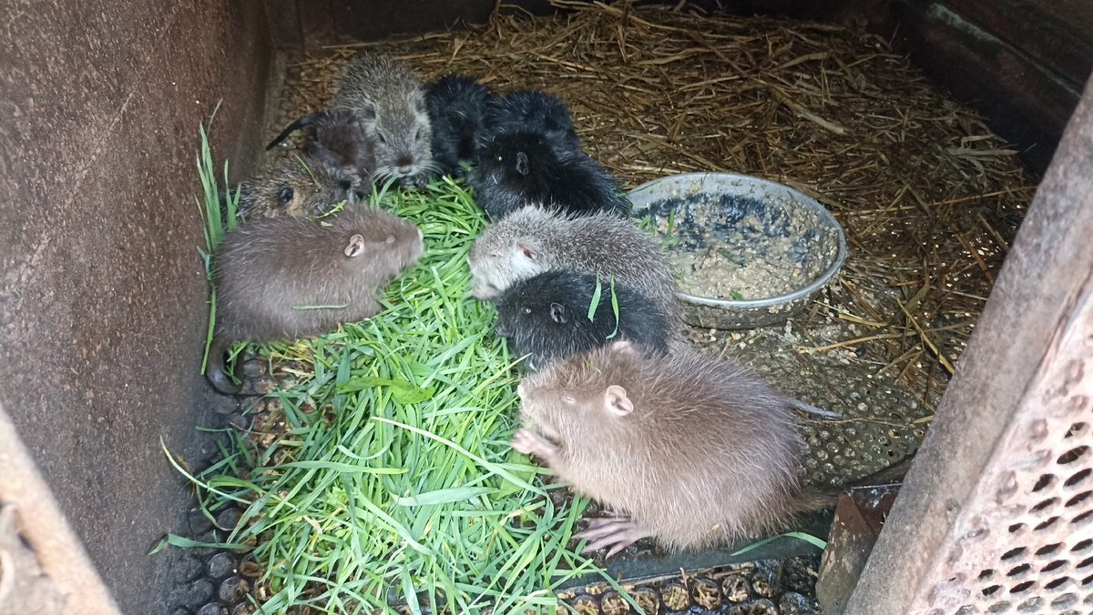 Нутрята лакомятся свежей травой