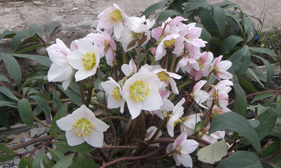 Морозник черный (Helleborus niger L.)