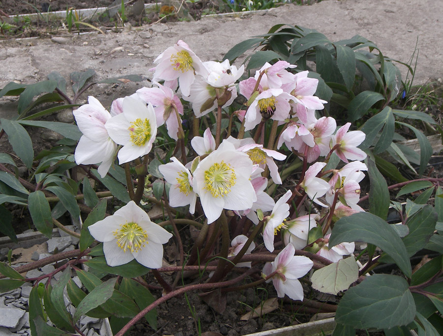 Морозник черный (Helleborus niger L.) в моем саду.