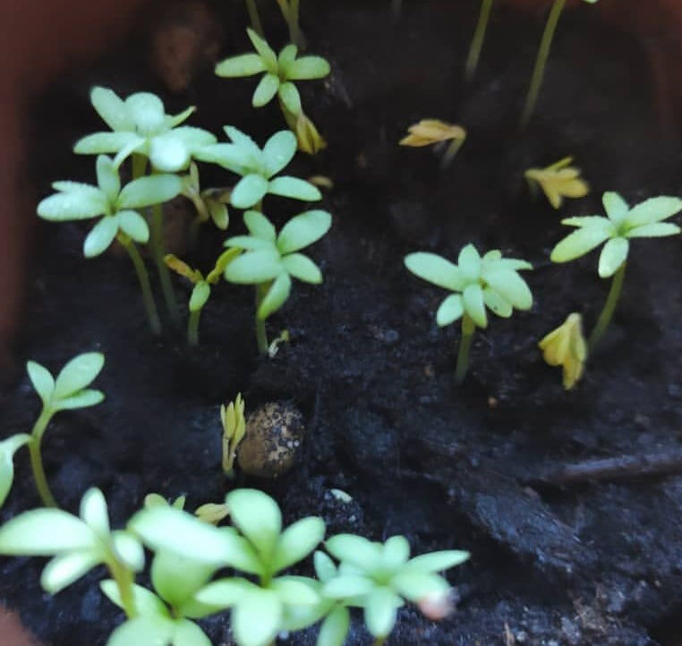 Фото прошлого года, выращивала модную микрозелень